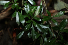 Psychotria daphnoides