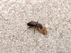 Agonum punctiforme