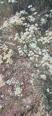 Apiales