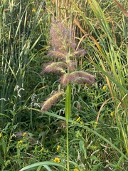 Echinochloa walteri