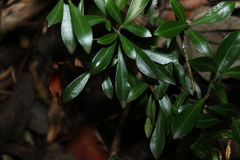 Psychotria daphnoides