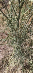 Apiales