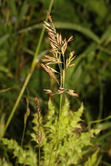 Agrostis gigantea