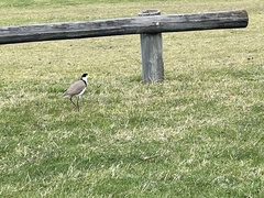 Vanellus miles novaehollandiae