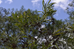 Acacia melanoxylon