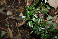 Psychotria daphnoides