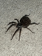 Tigrosa georgicola