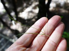 Isolepis reticularis