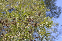 Acacia melanoxylon