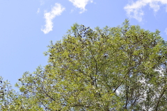 Acacia melanoxylon