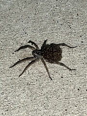 Tigrosa georgicola