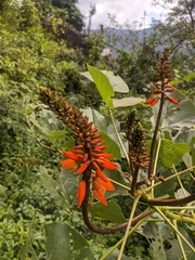 Erythrina
