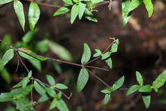 Sigesbeckia orientalis