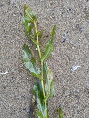 Potamogeton perfoliatus