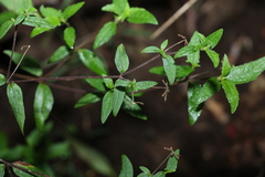 Sigesbeckia orientalis
