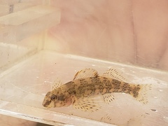 Etheostoma histrio