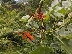 Erythrina