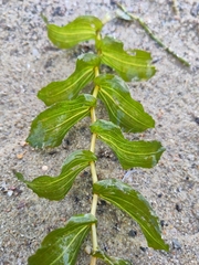 Potamogeton perfoliatus