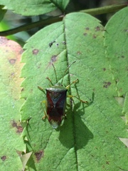 Acanthosoma haemorrhoidale