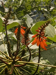Erythrina
