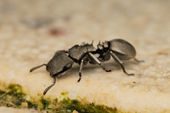 Cephalotes