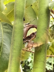 Polyura bharata