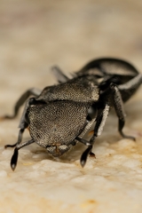 Cephalotes