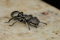 Cephalotes