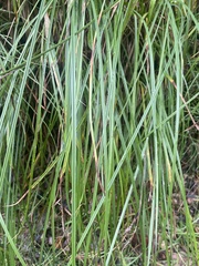 Carex secta