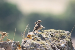 Lullula arborea