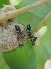 Crematogaster scutellaris