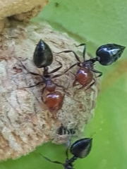 Crematogaster scutellaris