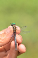 Somatochlora arctica