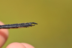 Somatochlora arctica