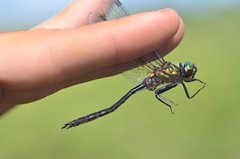 Somatochlora arctica