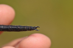 Somatochlora arctica