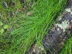 Isolepis reticularis