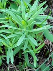 Linaria vulgaris