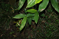 Alpinia caerulea