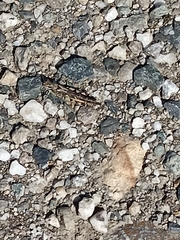Acrotylus