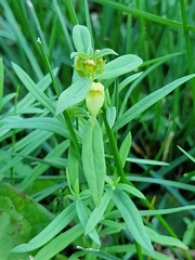 Linaria vulgaris