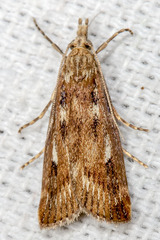 Occidentalia comptulatalis