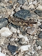 Acrotylus