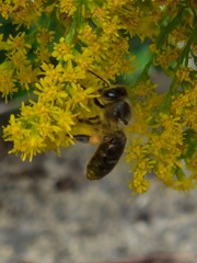 Apis mellifera