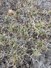 Sarcopoterium spinosum