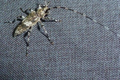 Acanthocinus griseus