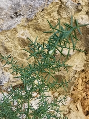 Asparagus aphyllus orientalis