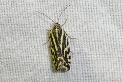 Acontia trabealis
