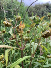 Bidens tripartita