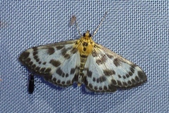 Anania hortulata